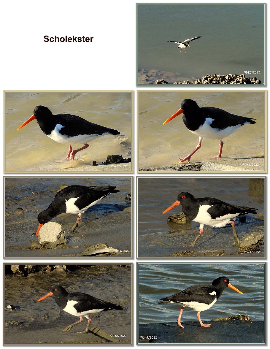 collage opnamen tijdens wandeling in jachthaven nieuwpoort